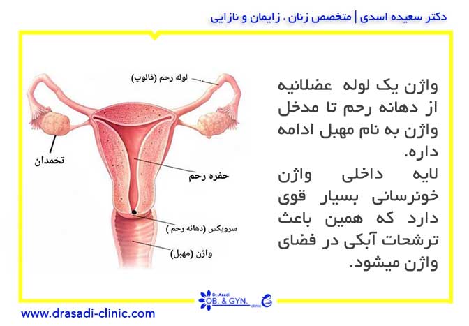 endometrial - انواع ترشحات واژن؛ علت ترشح زیاد و راههای درمان آن
