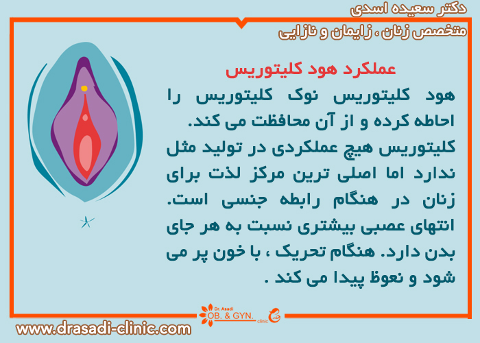 هود کلیتوریس چیست | دکتر سعیده اسدی٬ متخصص زنان هود کلیتوریس چیست | دکتر سعیده اسدی٬ متخصص زنان