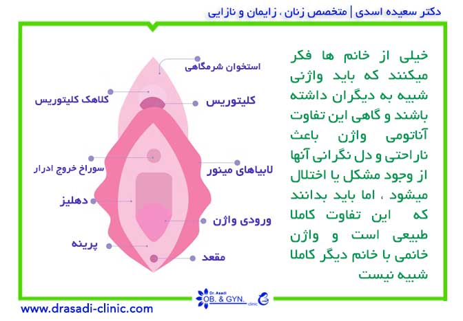 آناتومی واژن زنان | دکتر سعیده اسدی٬ متخصص زنان در شرق تهران آناتومی واژن زنان | دکتر سعیده اسدی٬ متخصص زنان در شرق تهران