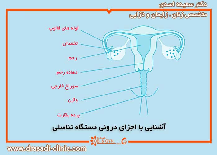 اجزای درونی دستگاه تناسلی بانوان | دکتر سعیده اسدی٬ متخصص زنان در شرق تهران اجزای درونی دستگاه تناسلی بانوان | دکتر سعیده اسدی٬ متخصص زنان در شرق تهران
